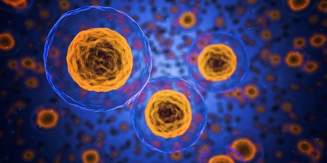cells geeec