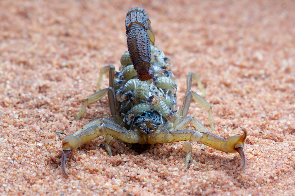 hottentotta scorpion with babys on body hottentotta scorpion front view