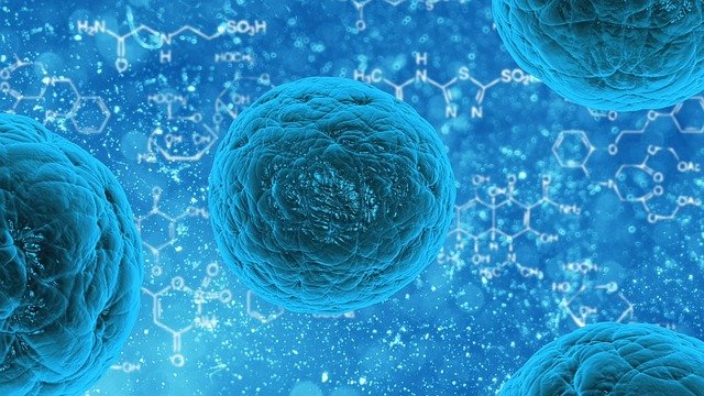 bacteria gbcb