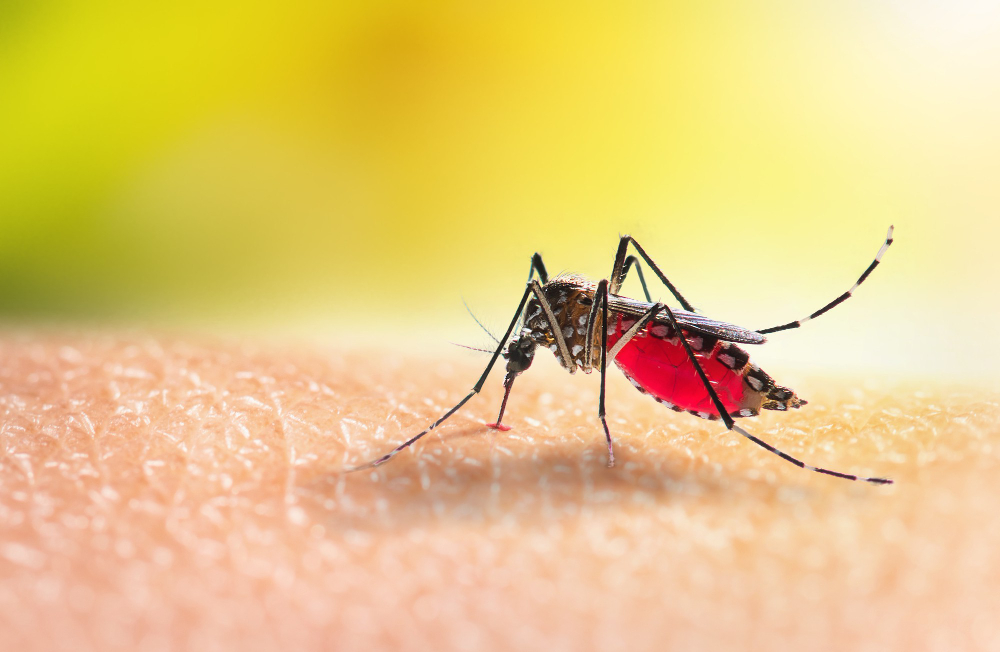 aedes mosquitoe is sucking blood human skin