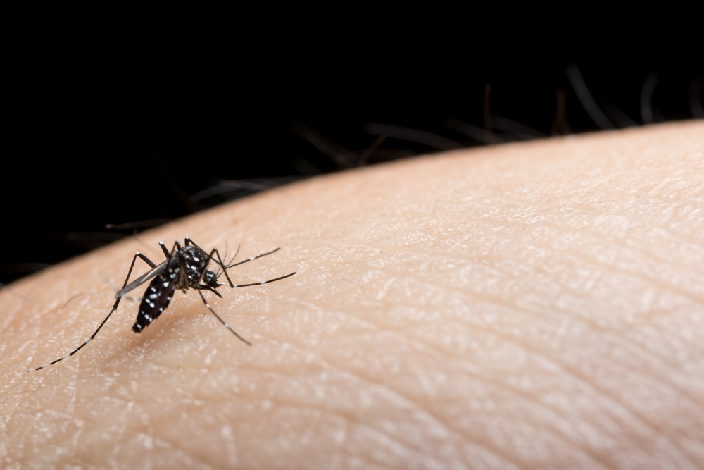 mordidas de mosquito perto da pele